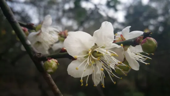 大沙鎮欖坑梅園
