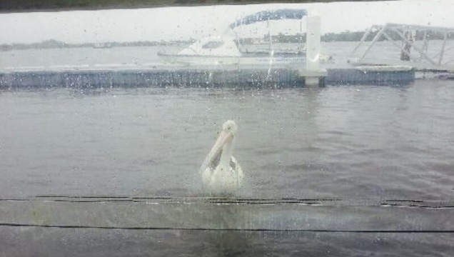 Tea Gardens Boatshed