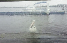Tea Gardens Boatshed餐厅图片