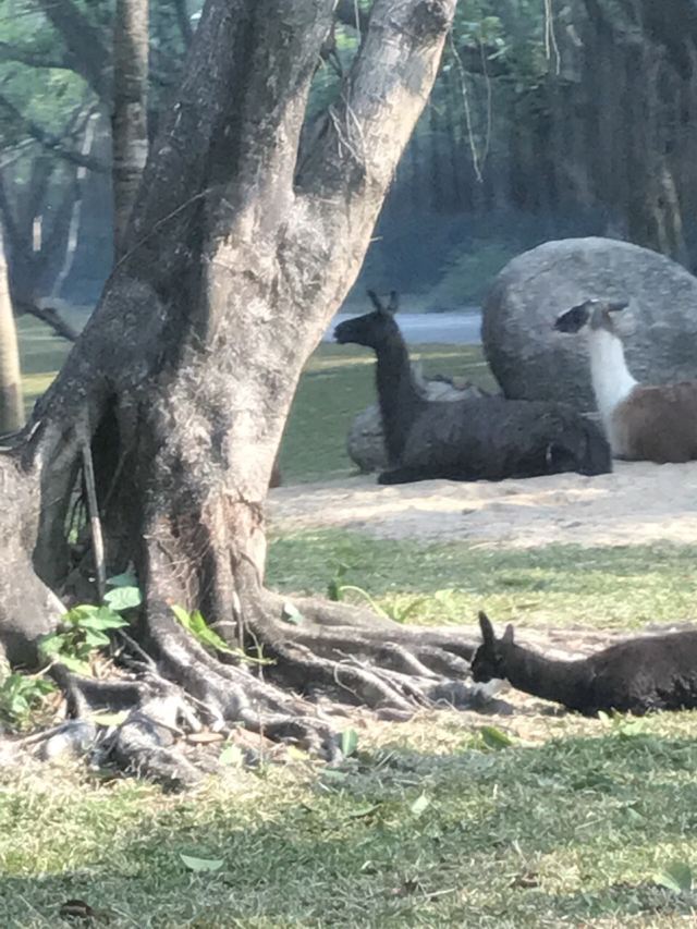 Guangzhou Chimelong Tourist Resort