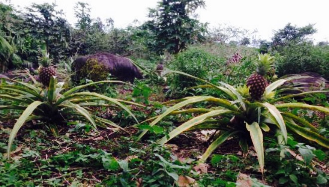 Otoy Restaurant Organic Farms餐厅图片