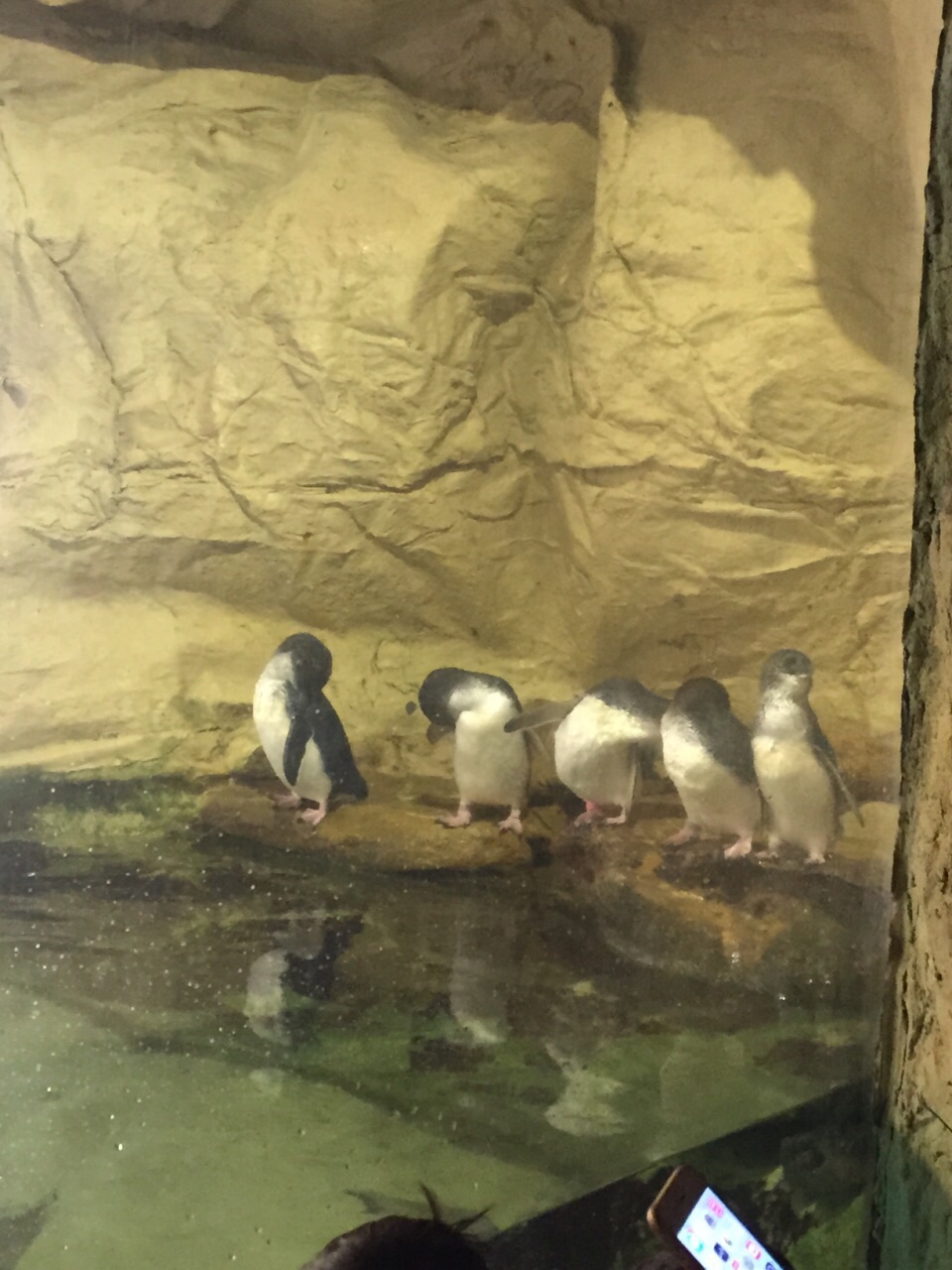 シドニー シーライフシドニー水族館 評判 案内 トリップドットコム