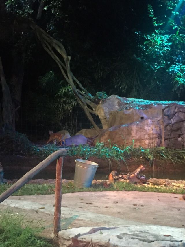 Night Safari