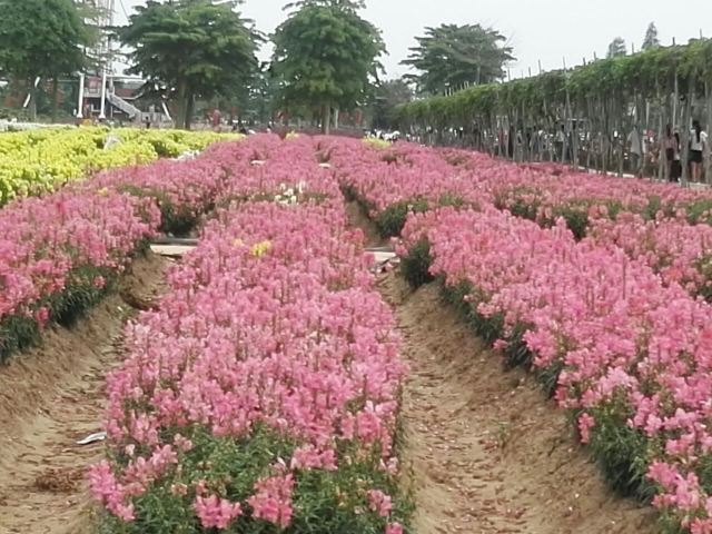 Yuntai Garden
