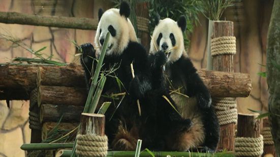 Quanzhou Wildlife Zoo (Quanzhou Wildlife World)