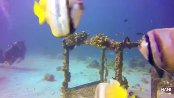 菲律宾PG岛潜水