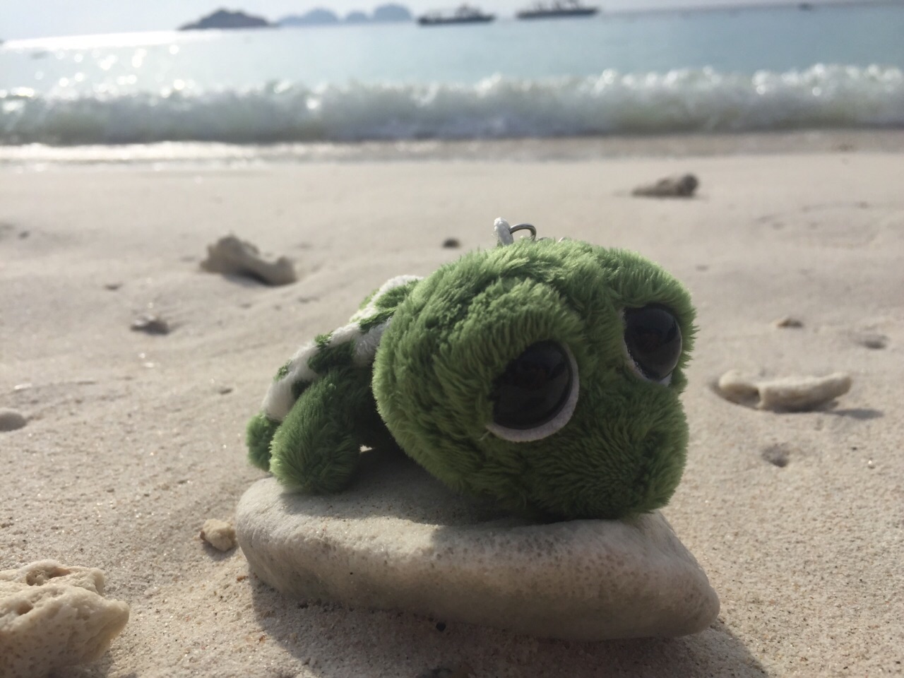 马上要离开热浪岛，带我的小龟也来看看海