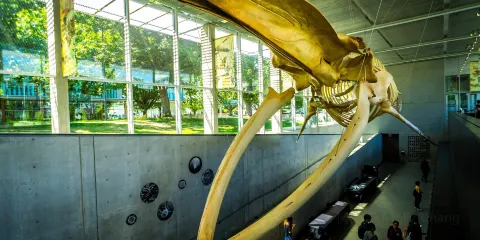 貝蒂生物多樣性博物館