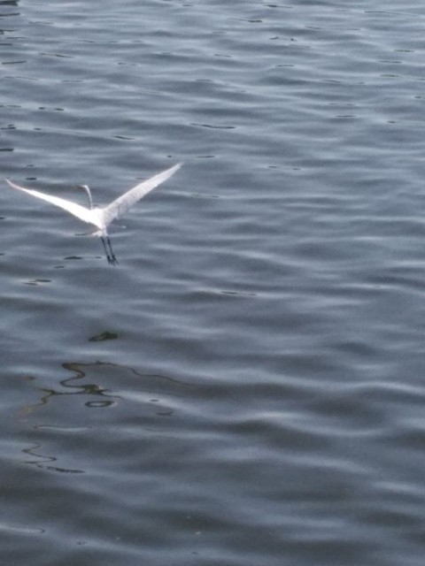 抚顺浑河河面之上，侯鸟儿在悠闲地翱翔！
