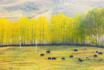 【2-8人小团】姑娘山+墨石公园景区+鱼子西+新都桥+木格措【[当地司导]熟悉的当地师傅，沿途讲解人文风景，让您的旅游更惬意！】