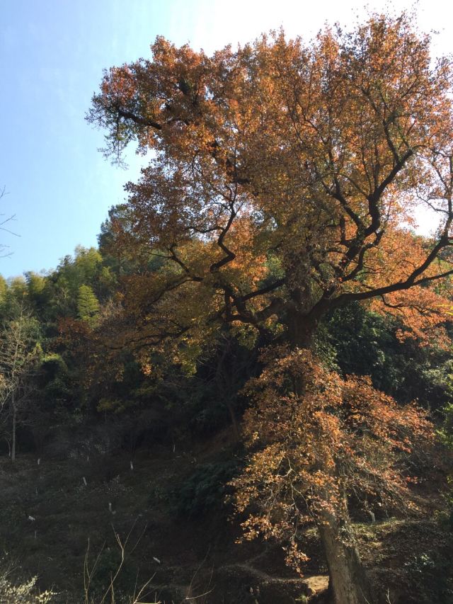 메이관(매관) 고도