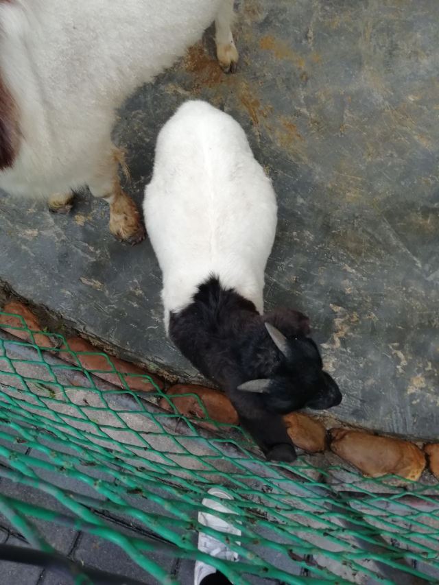 꾸이린동물원