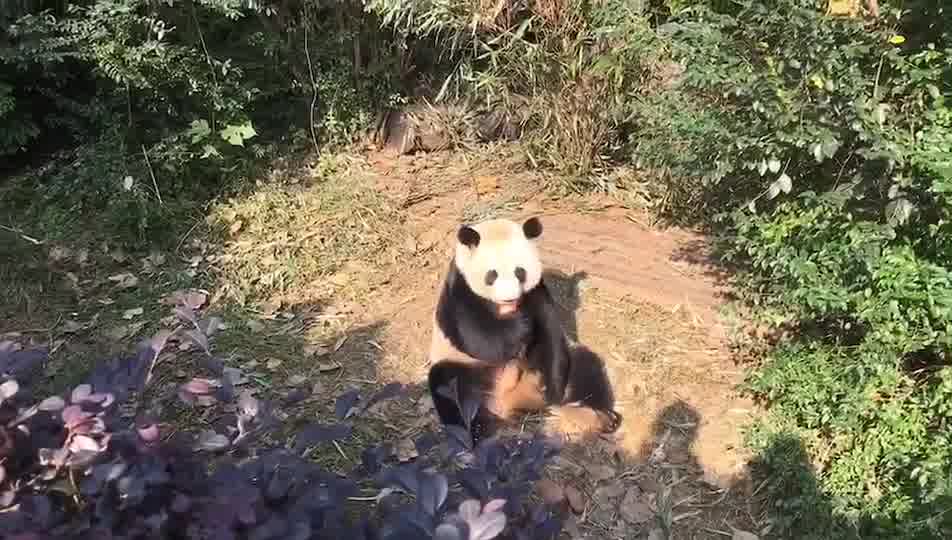 大熊猫吃苹果
