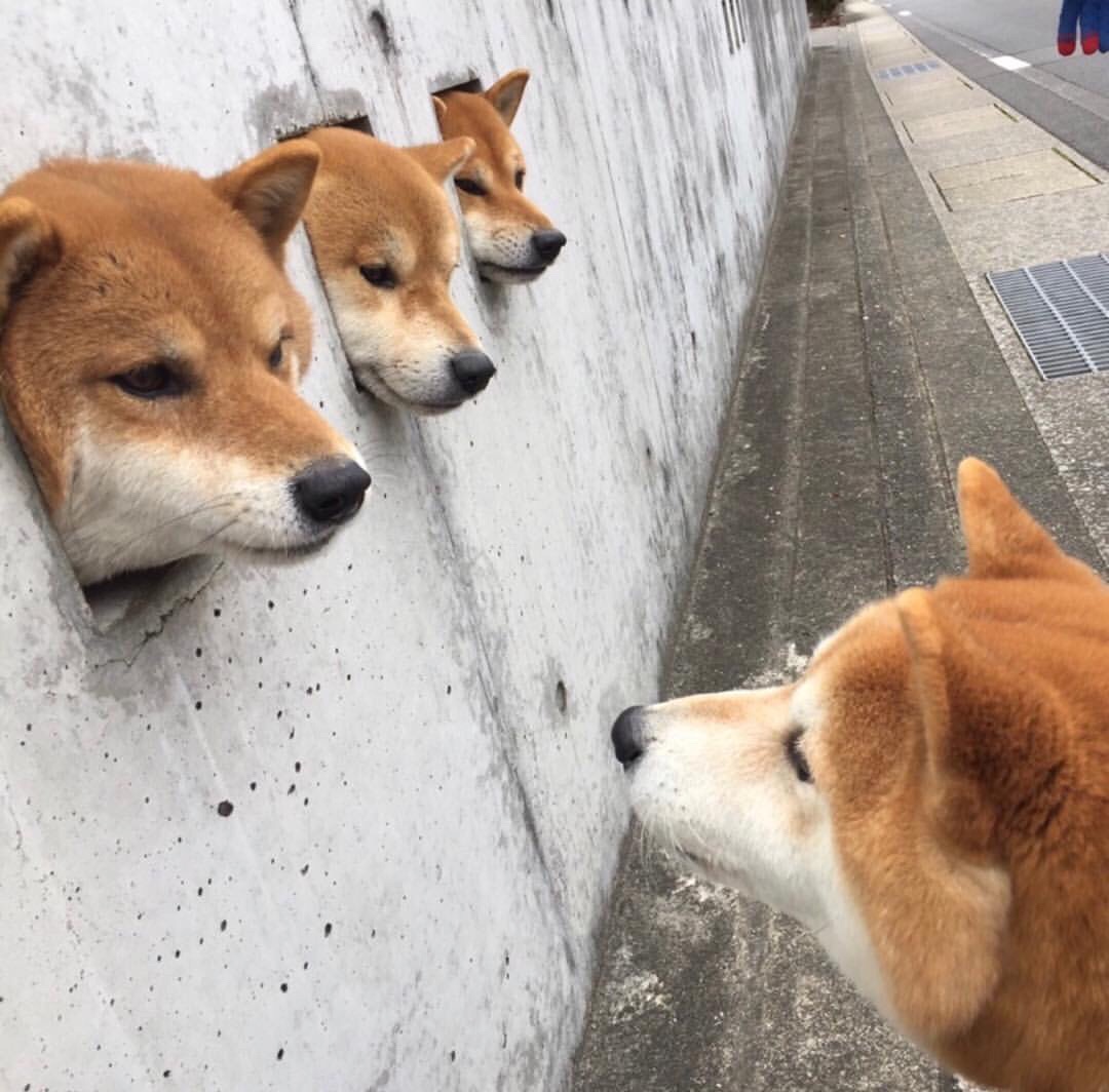 日本最出名的一道墙就因为这三只柴  柴犬 汪星人