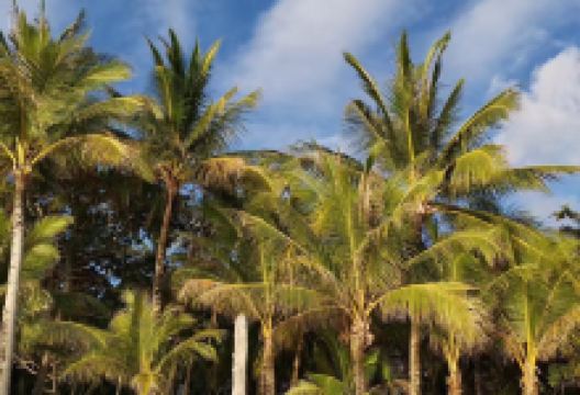 Hayahay Treehouse Bar and View Deck美食图片