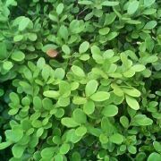 青春的彩虹的快乐