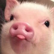 阿文你威三蚊鸡