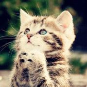 张小玉米啃不动