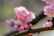 东湖梅园-武汉-YoYo_2Q1I9S1W