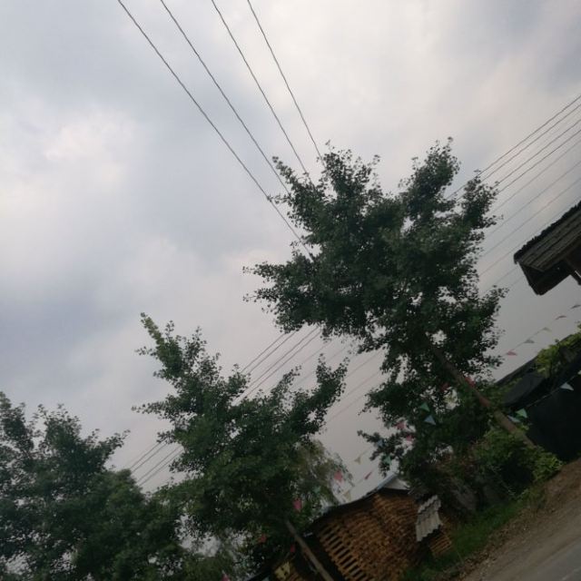 独秀园旅行图片 1