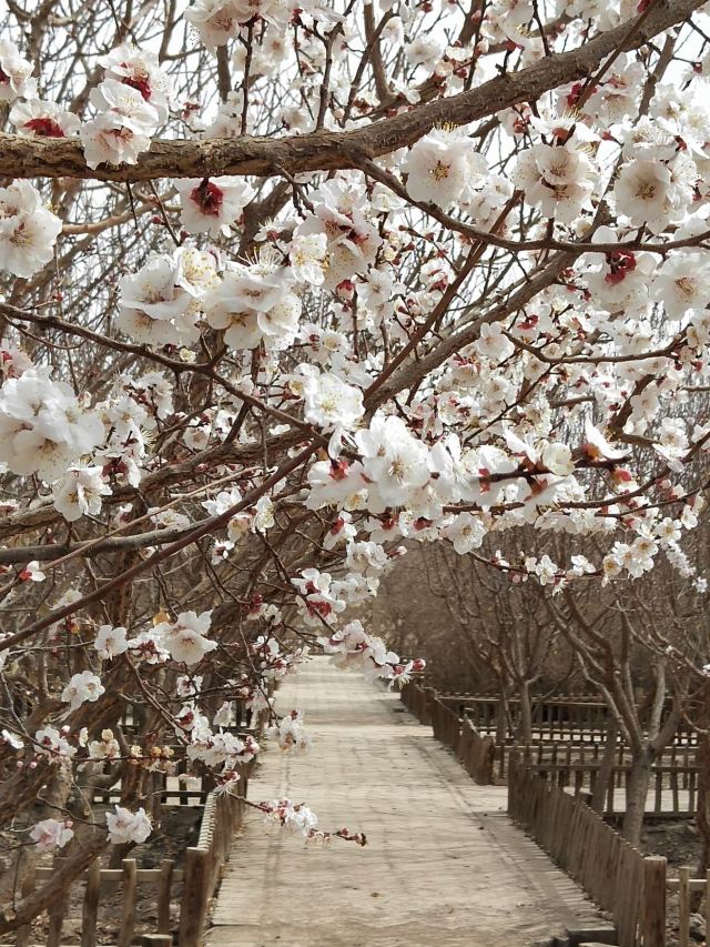 中国科学院吐鲁番沙漠植物园旅行图片 13