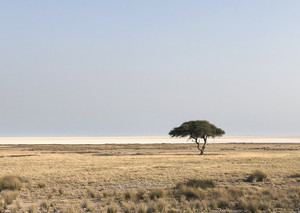 埃托沙国家公园游记图文-土人养成记 之 驰骋草原  —  邂逅纳米比亚（五）