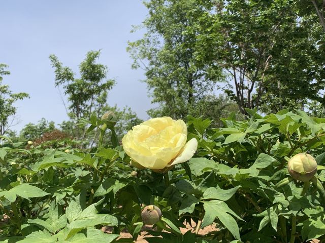 青岛国际牡丹产业园旅行图片 1