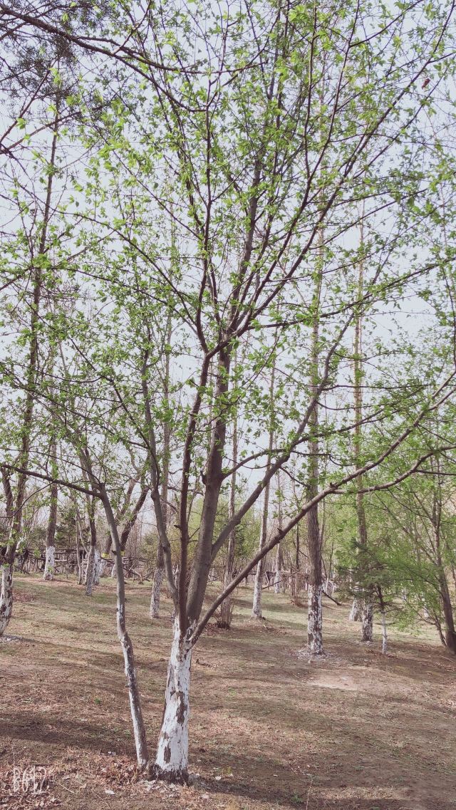 西岗公园旅行图片 9