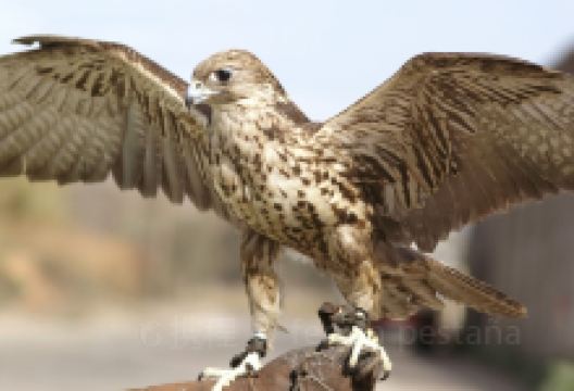 Falconry of Kenya购物图片
