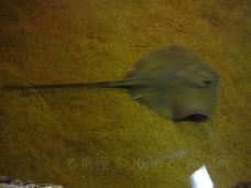 Texas State Aquarium-科珀斯克里斯蒂