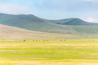 呼伦贝尔:夏日未至,高唱一曲草原牧歌,眷恋你的风情万种