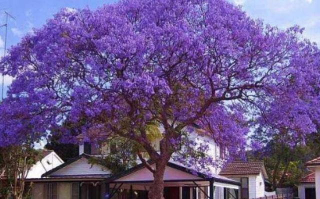 Jacaranda Avenue
