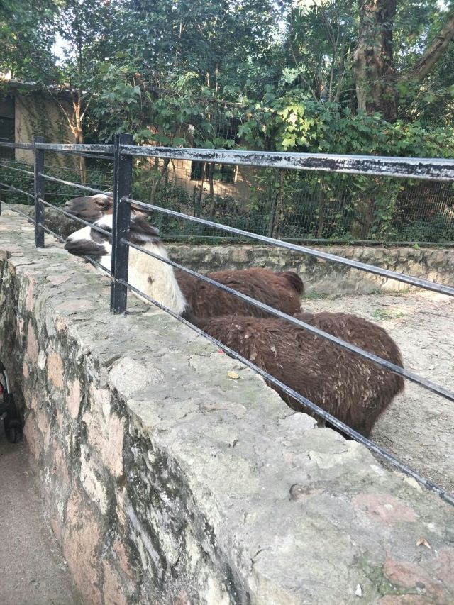 Shanghai Zoo
