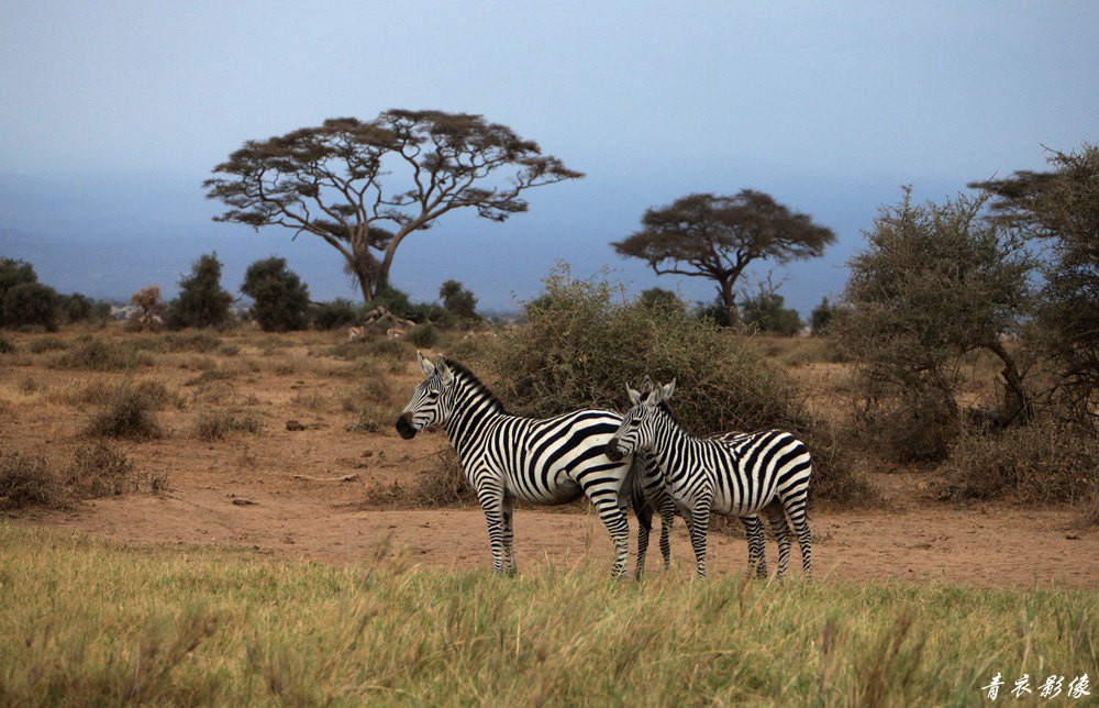 安博塞利国家公园（Amboseli Park）是非洲度假胜地之一，位于肯尼亚与坦桑尼亚交界地区，这里