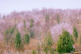 喜欢长春观的一年四季