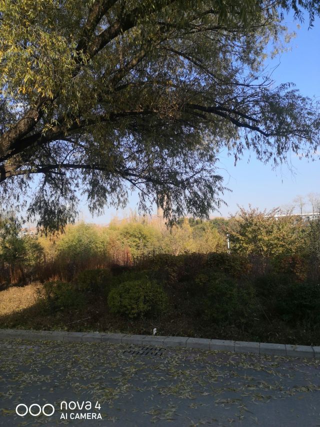 青海大学-党员活动公园旅行图片 2