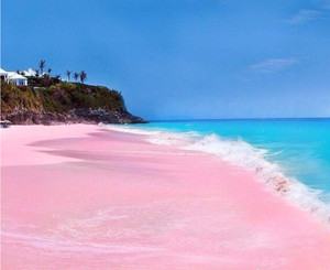 巴哈马游记图文-巴哈马粉色沙滩