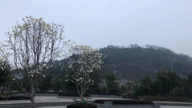 昆山市城市生态森林公园旅行图片 2