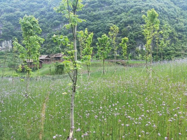 神泉谷景区旅行图片 5