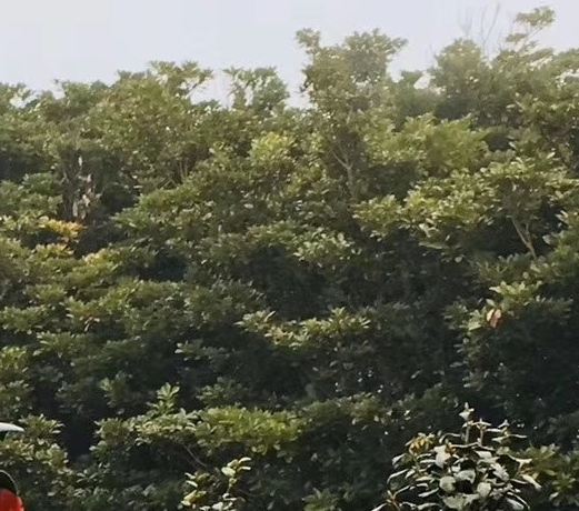 金水桥公园旅行图片 3