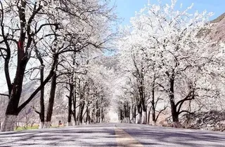 半城春色半城雪!对不起,我深深迷上了阿坝州的春天!