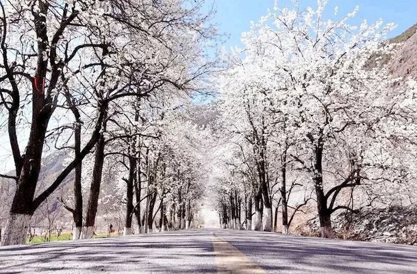 半城春色半城雪!对不起,我深深迷上了阿坝州的春天!