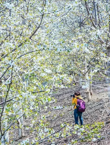 汶川,对不起我来晚了,谢谢你春还在!