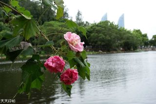 厦门大学情人湖静悄悄