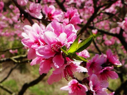 兰州仁寿山的桃花开啦~~