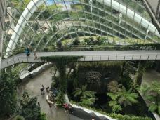 云雾林-新加坡-YoYo_2U3E5P5L