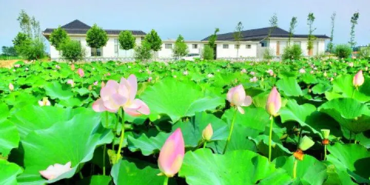 日照荷仙子濕地風景區