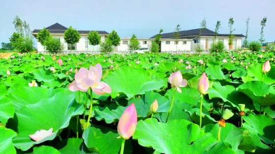 日照荷仙子濕地風景區