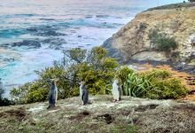 奥玛鲁蓝企鹅保护中心景点图片