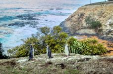 奥玛鲁蓝企鹅保护中心-South Hill-尊敬的会员